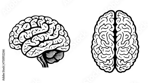 human brain illustration in vector