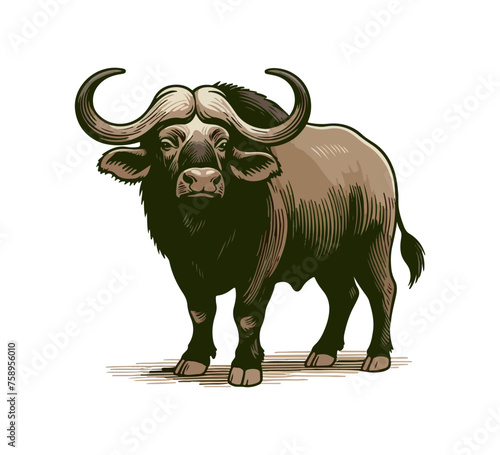 Cape Buffalo hand drawn vector illustration