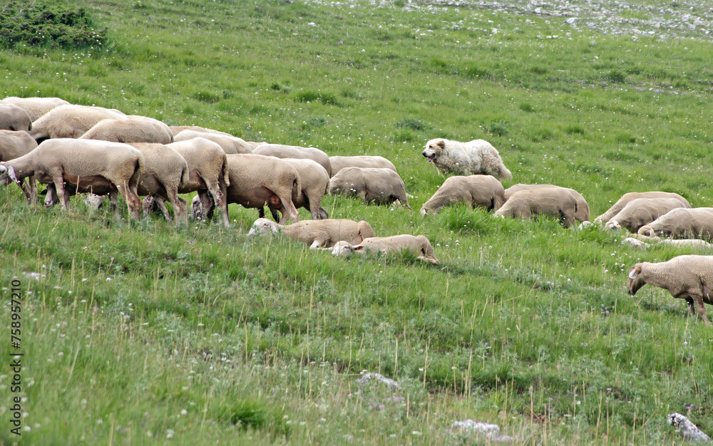Sheep dog with a flock of sheep, Castelluccio di Norcia, Italy
