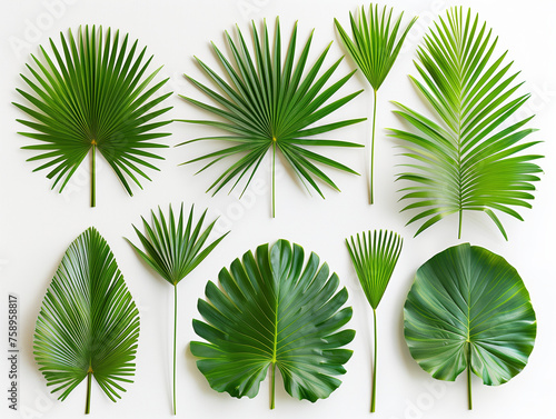 Palm leaf material isolated background,created with Generative AI tecnology.