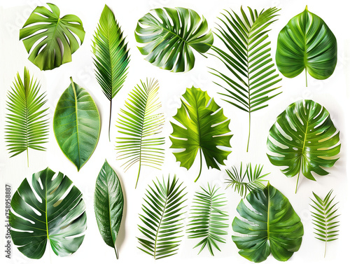 Palm leaf material isolated background,created with Generative AI tecnology.
