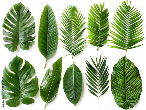 Palm leaf material isolated background,created with Generative AI tecnology.