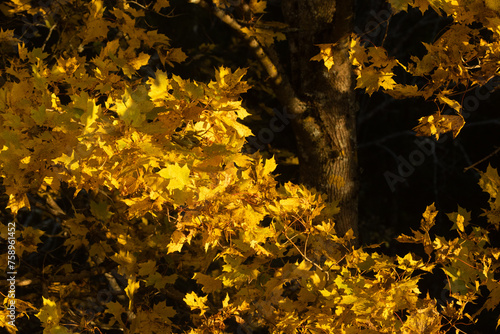 Yellowish Norway maple leaves on a sunny evening during autumn foliage in rural Estonia, Northern Europe
