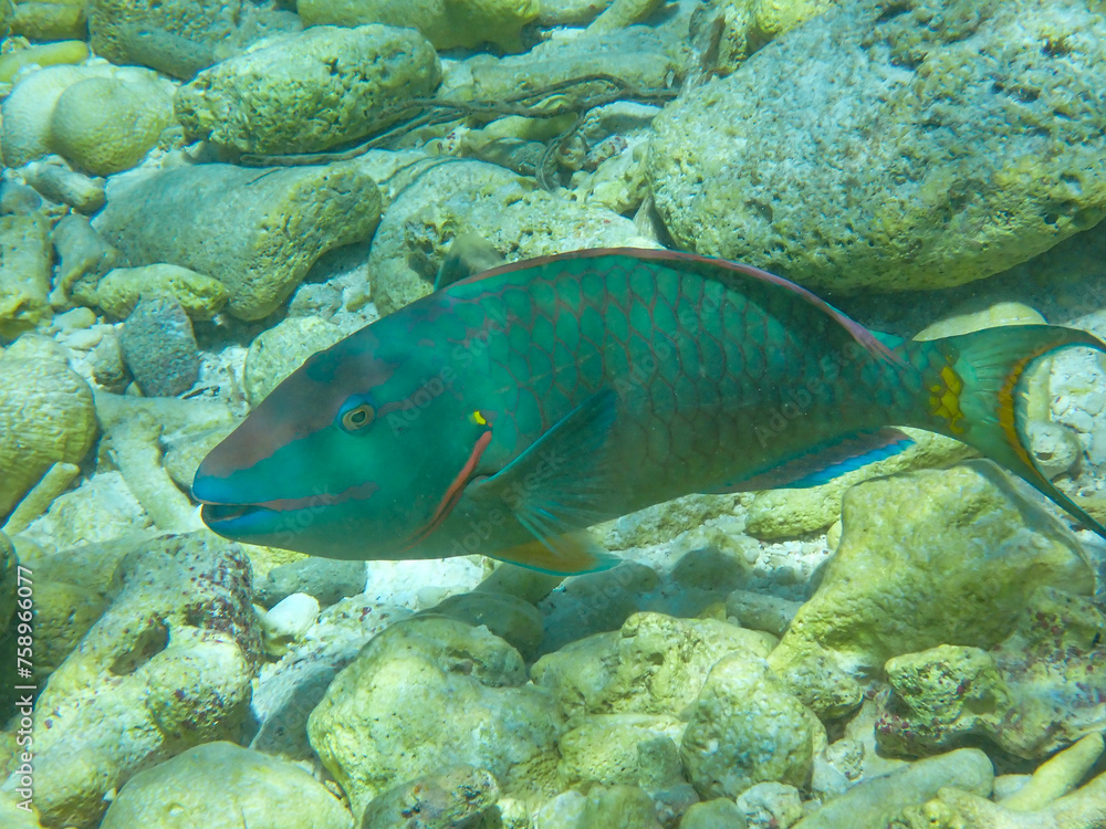 Close-up underwaterphoto of a Stoplight parrotfish (Sparisoma viride) in the Caribbean Sea, Bonaire, Caribbean Netherlands Close-up underwaterphoto of a Stoplight parrotfish (Sparisoma viride) in the Caribbean Sea, Bonaire, Caribbean Netherlands