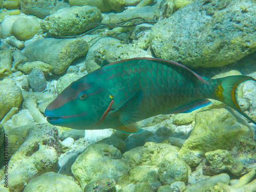Close-up underwaterphoto of a  Stoplight parrotfish (Sparisoma viride) in the Caribbean Sea, Bonaire, Caribbean Netherlands © Ines Porada