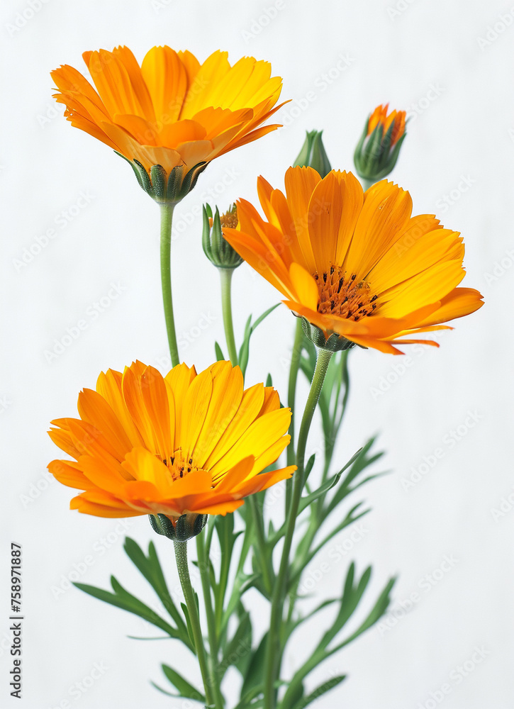 Orange flowers on a white background Orange flowers on a white background