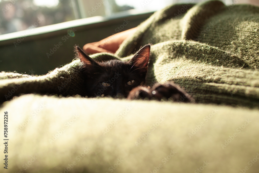 A black little cat is lying on a knitted green sweater against the background of sunlight from the window