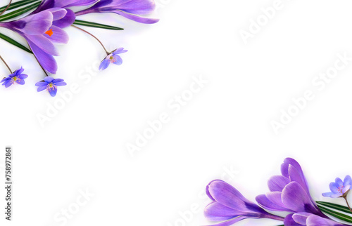 Violet flowers crocuses, blue flowers hepatica on a white background with space for text. Top view, flat lay. Spring flowers