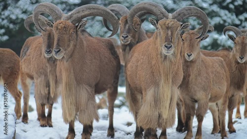 Barbary sheep (Ammotragus lervia) is a species of caprid (goat-antelope) native to rocky mountains in North Africa. It is also known as aoudad, waddan, arui, and arruis. photo