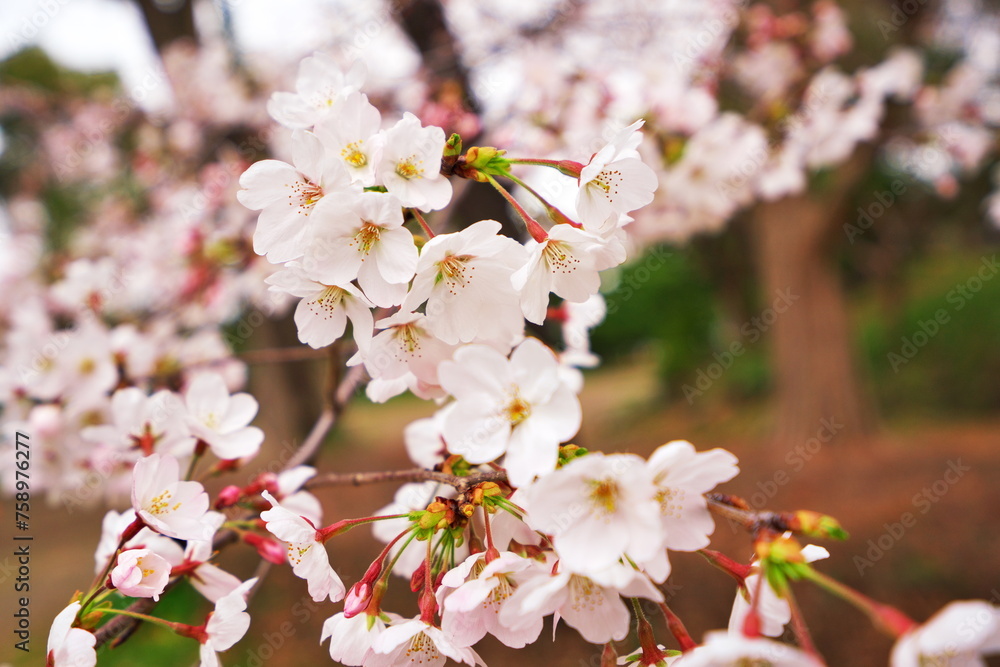 Obraz premium 巡る季節を知らせる