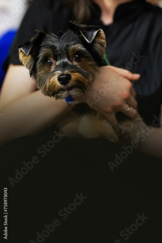 Dogs are groomed at an animal grooming competition