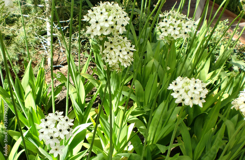 Ornithogalum saundersiae flowers in the garden