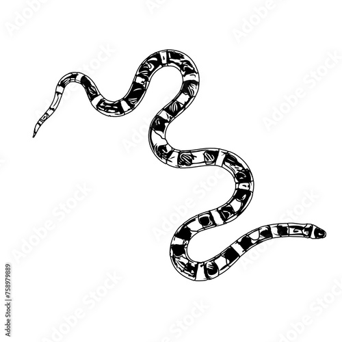 sketch of a snake with a transparent background