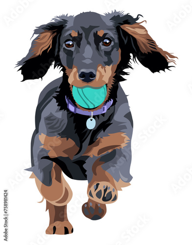Black and Tan Dachshund Puppy Running with Ball