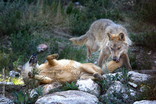 two Iberian wolves interact with their own language in the mountains of Zamora