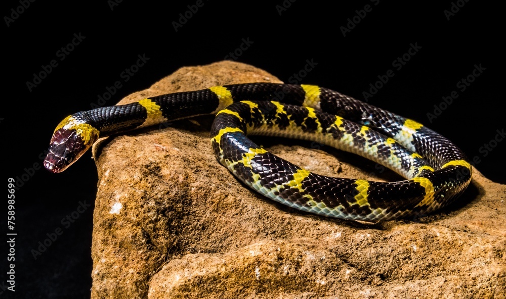 Picture a black and white rattlesnake, its scales forming contrasting ...
