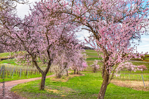 Blühende Mandelbäume am Pfälzer Mandelpfad, Siebeldingen, Deutsche Weinstraße, Rheinland-Pfalz, Deutschland