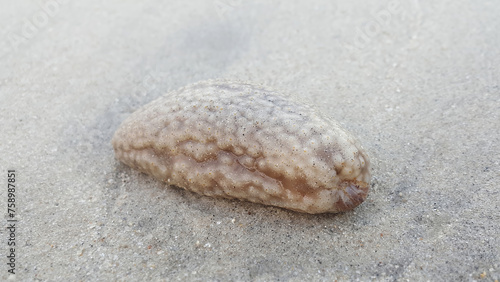 Sea cucumber on sand beach, close up