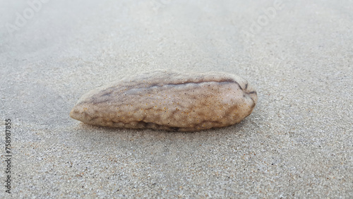 Sea cucumber on sand beach, side view close up