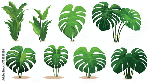 Monstera plants. .. flat vector isolated on white background