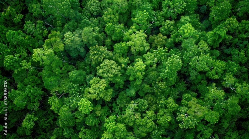 Aerial view lush green rainforest environment background. AI generated image
