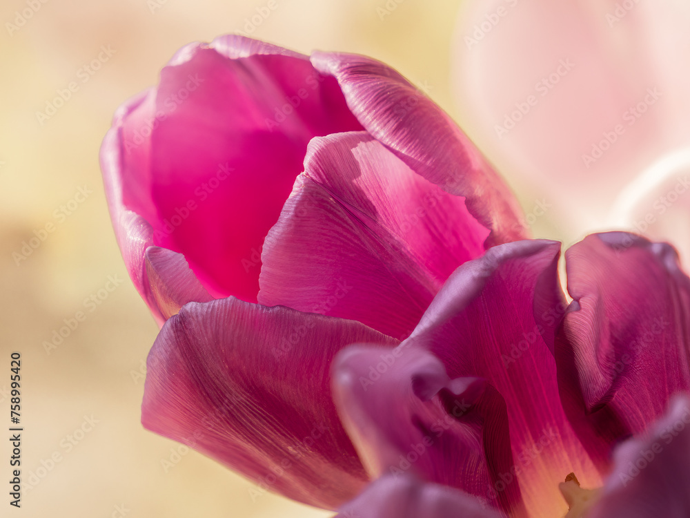 Pink tulip bud. Close-up, macro photography.