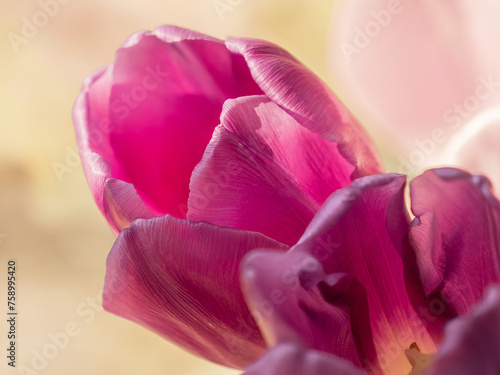Fototapeta Naklejka Na Ścianę i Meble -  Pink tulip bud. Close-up, macro photography.