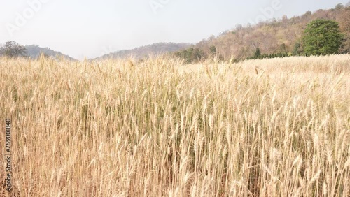 Wheat field, beautiful countryside view under sunlight and background of ripening ears of green barley on agricultural field in summer. Landscape on the barley field Agricultural field with green barl photo