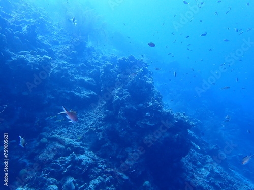 coral reef underwater  © Enrique