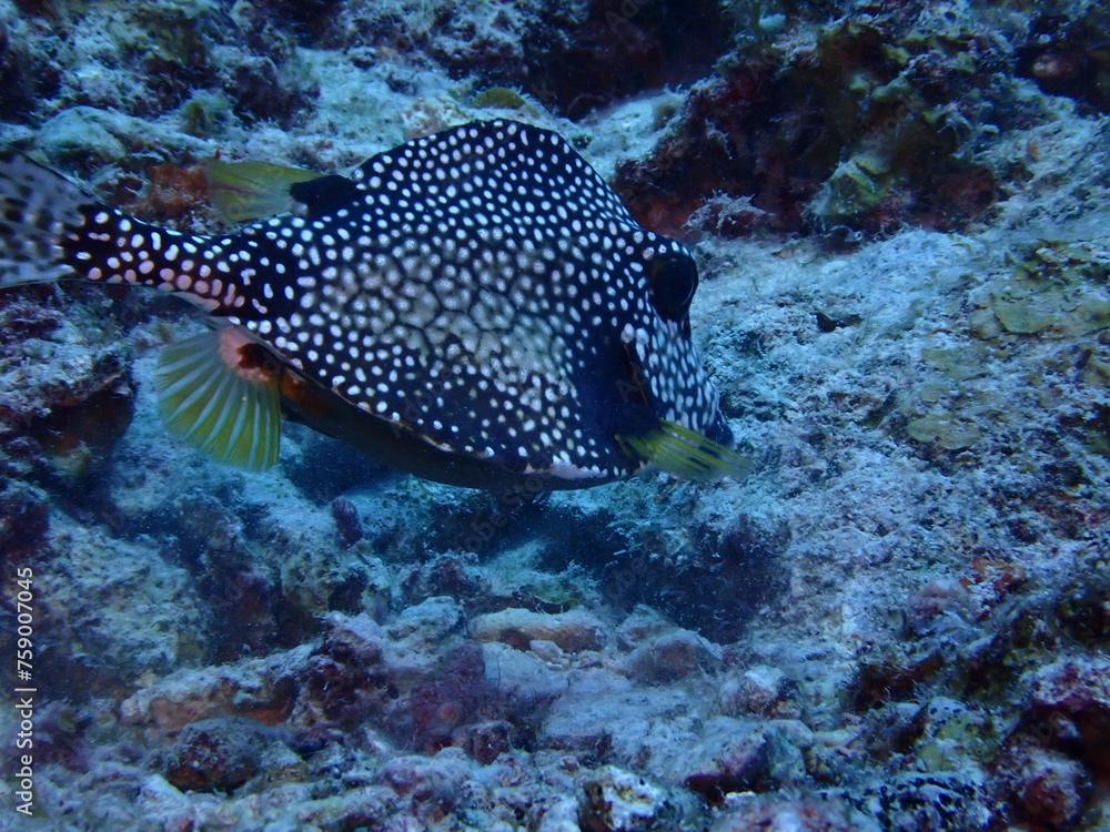 trunkfish in the sea trunkfish in the sea
