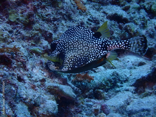 trunkfish in the sea  photo