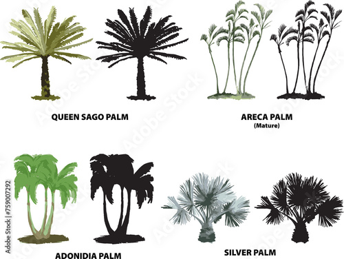 Φωτογραφία palm trees 1 florida queen sago adonidia silver areca vector tropical watercolor