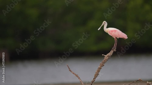 Roseate spoonbill (Platalea ajaja) flying, low tide in Florida. wading bird of the ibis and spoonbill family. Feeds in shallow fresh or coastal waters by swinging its bill from side to side photo