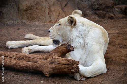Old white lioness in the Jungle Park in Tenerife  Spain
