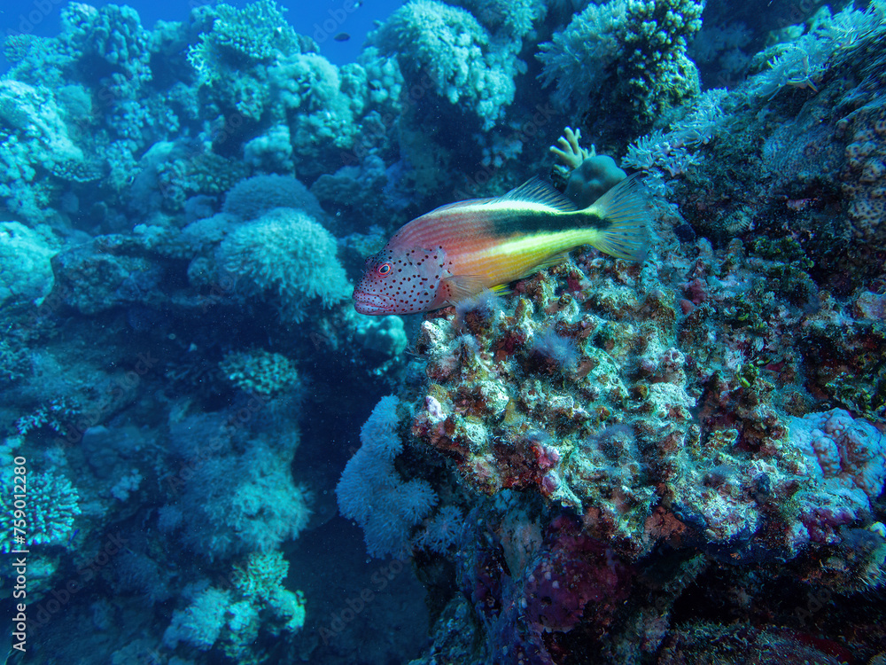 Fototapeta premium striped coral warbler in the coral reef during a dive in Bali