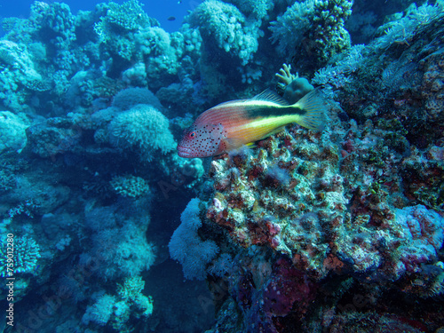 striped coral warbler in the coral reef during a dive in Bali © A.Freund