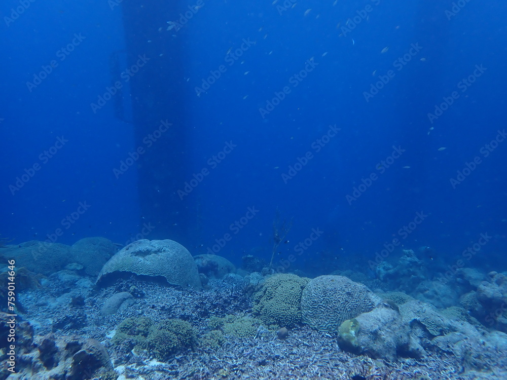 Obraz premium anomone