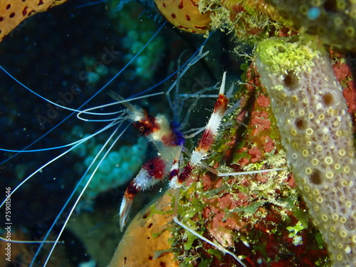 colorful underwater shrimp