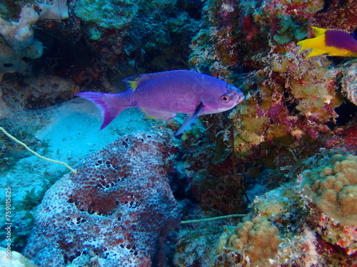 Fototapeta Naklejka Na Ścianę i Meble -  colorful fish in the reef 