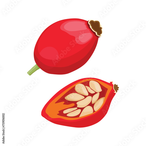 Vector illustration set of red rosehip berries on branches with green leaves. Rosehip in cartoon flat style illustration. Medicinal plants natural christmas decoration, berry, healthy, organic product