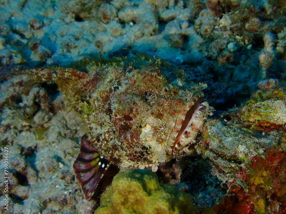 scorpion fish scorpion fish