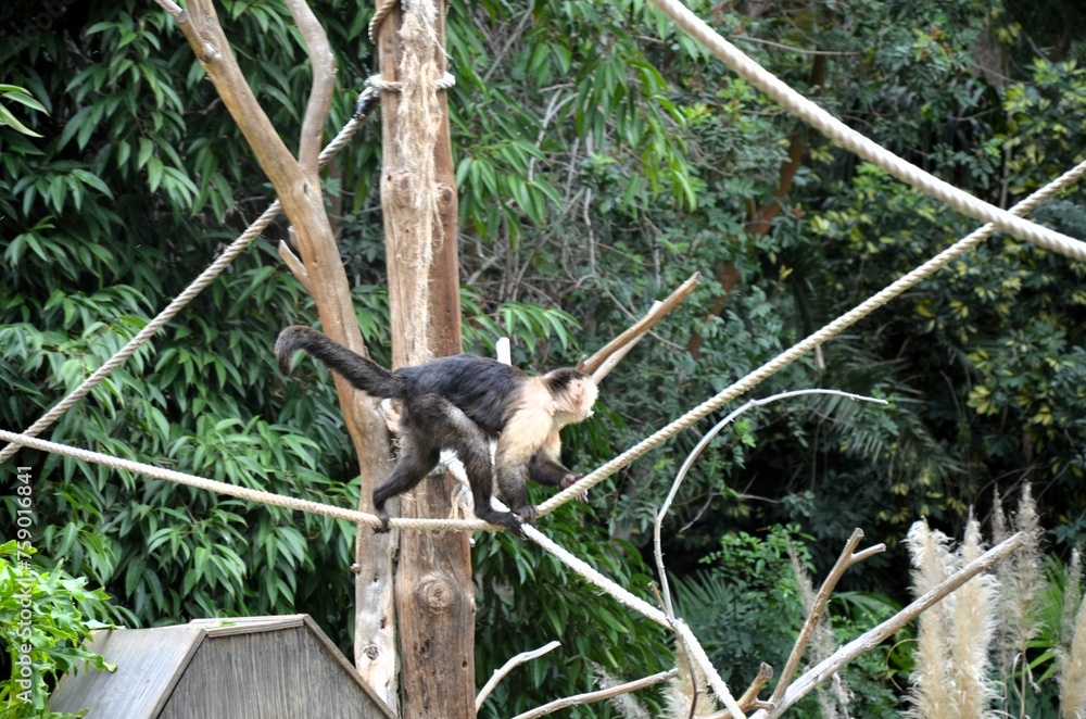 Obraz premium Central American white-faced capuchin (Cebus imitator)