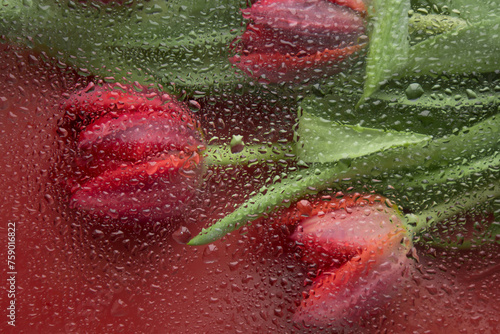 Red tulips on red background with space for message