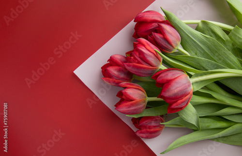 Red tulips on red background with space for message
