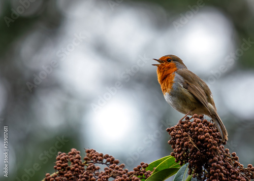 Robin Red Breast (Erithacus rubecula) - Europe, western Asia & North Africa