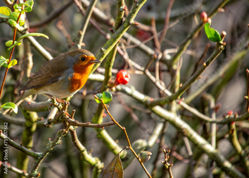 Canvas Print Robin Red Breast (Erithacus rubecula) - Europe, western Asia & North Africa