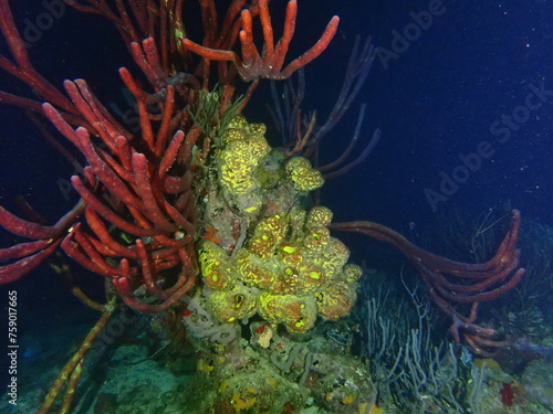 coral reef in the night  © Enrique