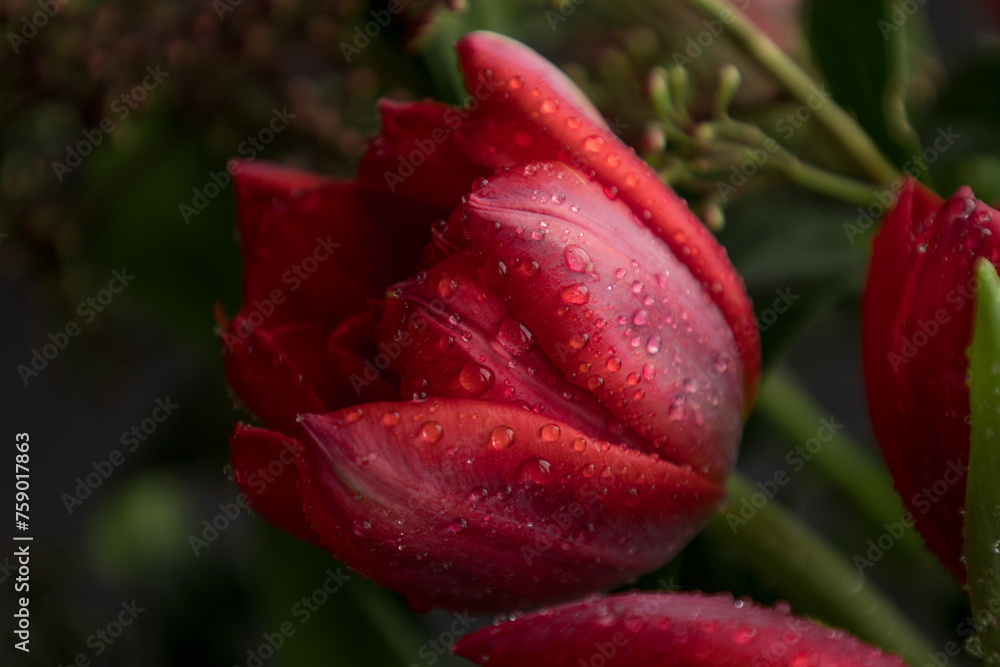 Red Tulip Flowers Bouquet Against Black Background Red Tulip Flowers Bouquet Against Black Background
