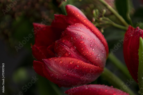 Red Tulip Flowers Bouquet Against Black Background