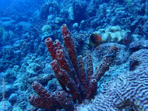 scuiba diving in the coral reef 